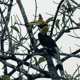 Doppelhornvogel Great Hornbill