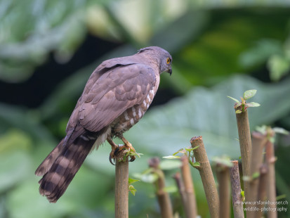 Schopfhabicht Crested Goshawk
