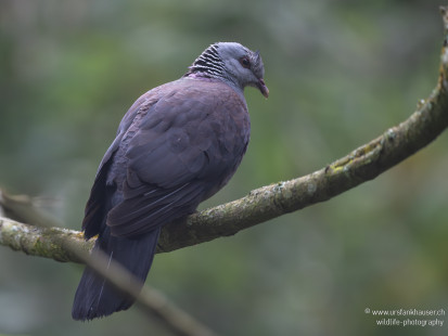 Nilgiritaube Nilgiri Wood-Pigeon
