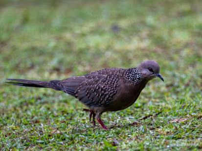 Perlhalstaube Spotted Dove
