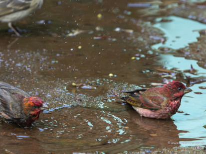 Karmingimpel Common Rosefinch
