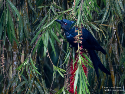 Graudrongo Ashy Drongo