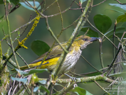 Indienpirol Indian Golden Oriole
