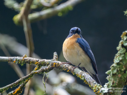 Tickellblauschnäpper Tickell's Blue Flycatcher