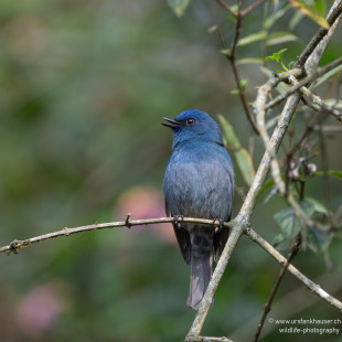Nilgirischmätzer Nilgiri Sholakili