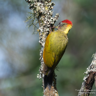 Gelbhaubenspecht Lesser Yellownape