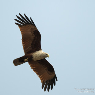 Brahmanenmilan Brahminy Kite