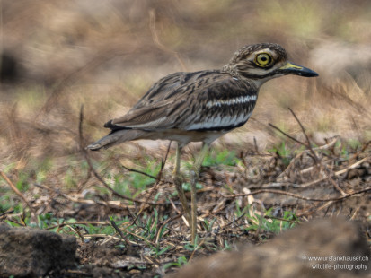 Indientriel Indian Thick-knee