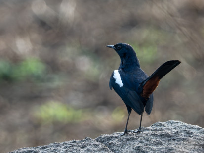 Dajalschama Oriental Magpie-Robin