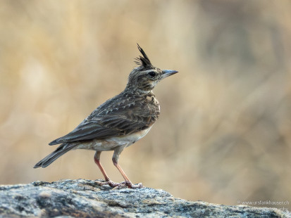 Malabarlerche Malabar Lark