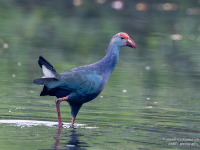 Graukopf-Purpurhuhn Gray-headed Swamphen