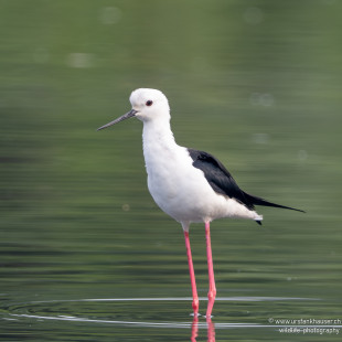 Stelzenläufer Black-winged Stilt