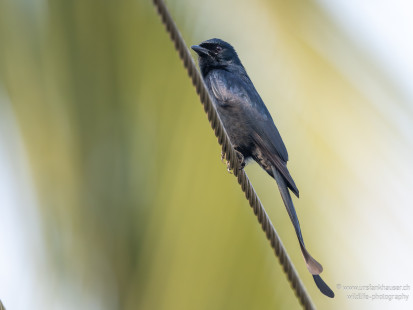 Königsdrongo Black Drongo