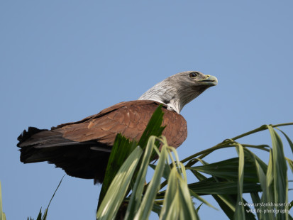 Brahmanenmilan Brahminy Kite