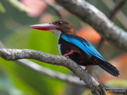 Braunliest White-throated Kingfisher