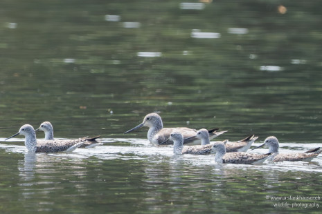 Teichwasserläufer Marsh Sandpiper
