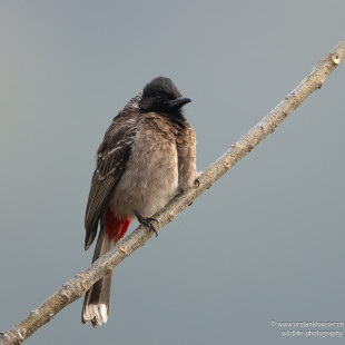 Rotsteißbülbül Red-vented Bulbul