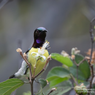 Indiennektarvogel Purple-rumped Sunbird