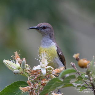 Indiennektarvogel Purple-rumped Sunbird
