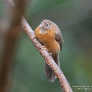 Rotbauch-Tyrannentimalie Tawny-bellied Babbler
