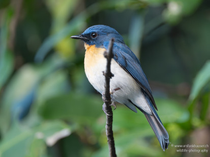 Tickellblauschnäpper Tickell's Blue Flycatcher