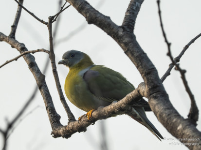Orangegrüntaube Yellow-footed Green-Pigeon