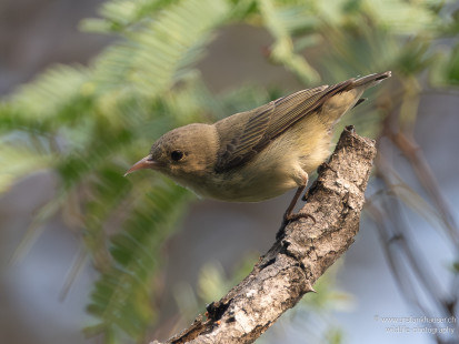 Blassschnabel-Mistelfresser Pale-billed Flowerpecker
