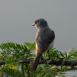 Zwergmennigvogel Small Minivet