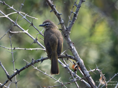 Weißbrauenbülbül White-browed Bulbul