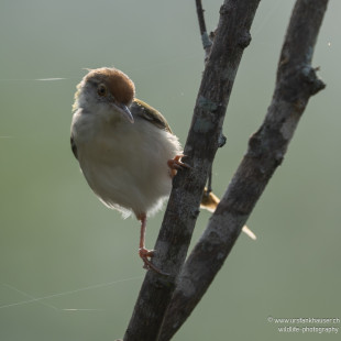Rotstirn-Schneidervogel Common Tailorbird