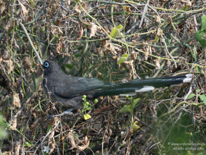 Blauringkuckuck Blue-faced Malkoha
