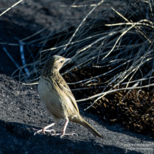 Nilgiripieper Nilgiri Pipit