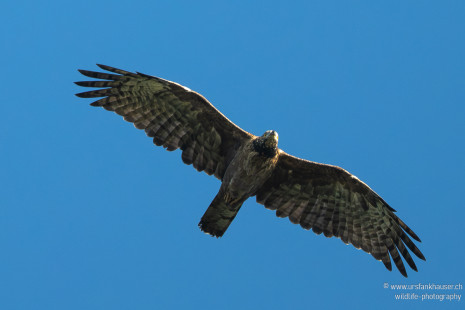 Schopfwespenbussard Oriental Honey-buzzard