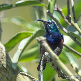 Lotennektarvogel Loten's Sunbird