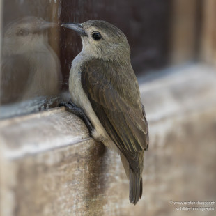Nilgirimistelfresser Nilgiri Flowerpecker