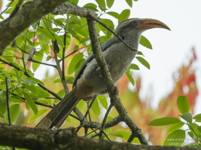 Grauhornvogel Malabar Gray Hornbill