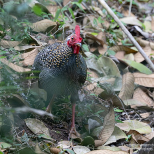 Sonnerathuhn Gray Junglefowl