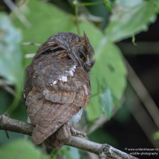Orient-Zwergohreule Oriental Scops-Owl