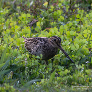Spießbekassine Pin-tailed Snipe