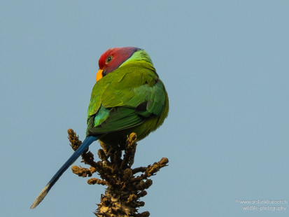 Pflaumenkopfsittich Plum-headed Parakeet
