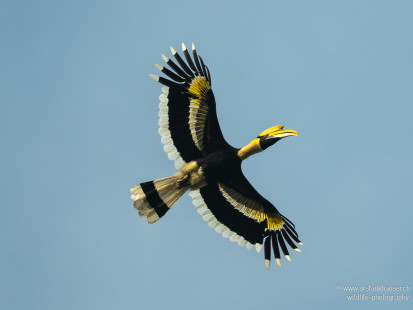 Doppelhornvogel Great Hornbill