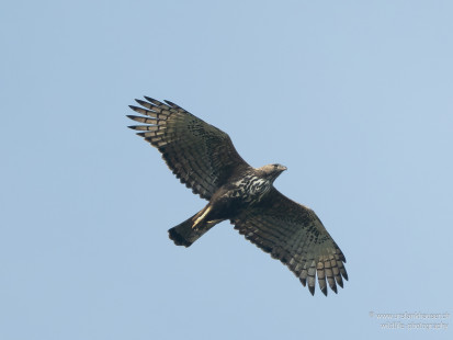 Indienhaubenadler Changeable Hawk-Eagle