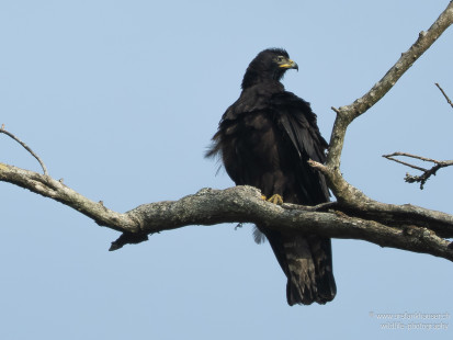 Malaienadler Black Eagle