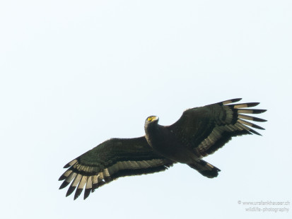 Haubenschlangenadler Crested Serpent-Eagle