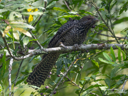 Asienkoel Asian Koel