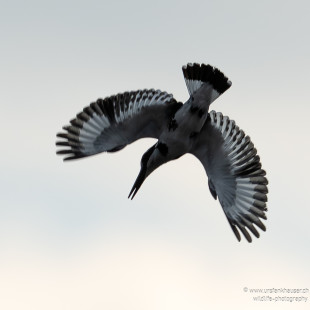 Graufischer Pied Kingfisher