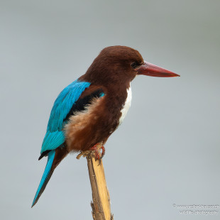 Braunliest White-throated Kingfisher