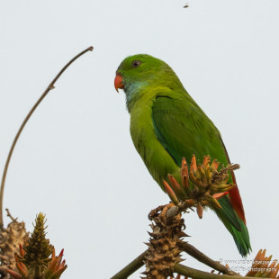 Frühlingspapageichen Vernal Hanging-Parrot