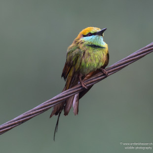 Bronzescheitel-Smaragdspint Asian Green Bee-eater