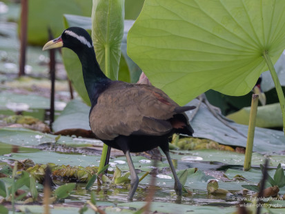 Bronzeblatthühnchen Bronze-winged Jacana